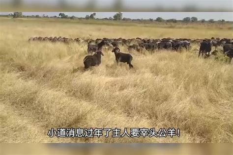 主人过年要杀头羊，这羊顶天和羊癫疯一言不合决斗呢！