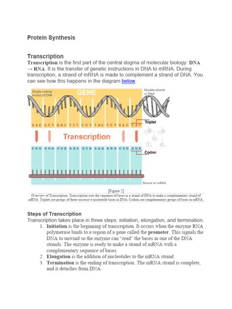 Protein Synthesis Pdf Messenger Rna Translation Biology