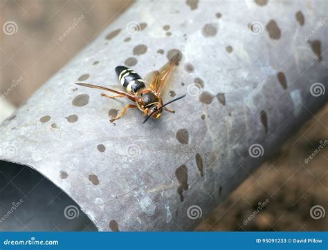 Cicada killer wasp stock image. Image of wasp, order - 95091233