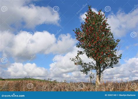 Holly Tree in Winter stock photo. Image of nature, berry - 3502140