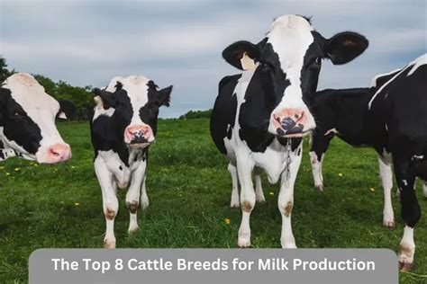 The Top 8 Cattle Breeds for Milk Production - Cattle Daily