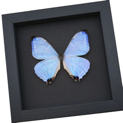 Morpho Butterflies Real Framed Blue Morpho Butterflies