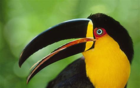 Toucan Wallpapers - Wallpaper Cave