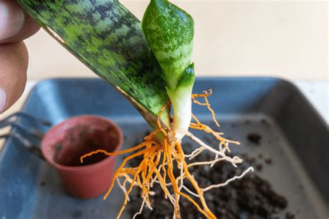 Snake Plant Roots And How To Keep Them Healthy