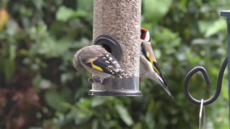 What Do Baby Goldfinches Eat