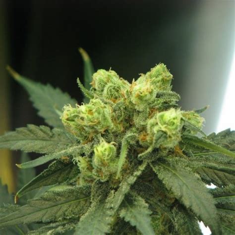 Wonder Woman Feminized Southern Oregon Seeds