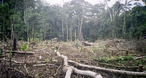 Minagri Per Pierde Hect Reas De Bosques Al A O Por La