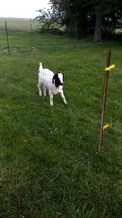 Goat Testing Electric Fence Youtube