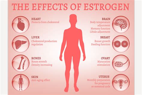 Estrogen Effects Infographic Custom Designed Illustrations ~ Creative Market