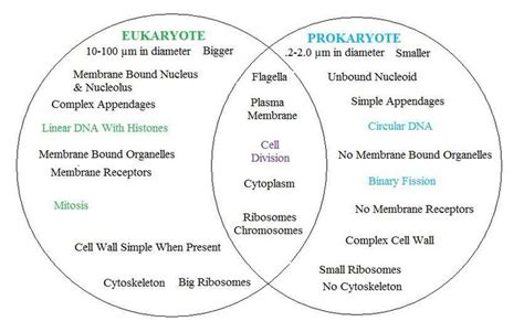 Prokaryotes And Eukaryotes Venn Diagram