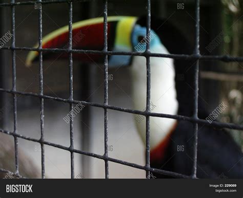 Toucan Cage Image & Photo (Free Trial) | Bigstock