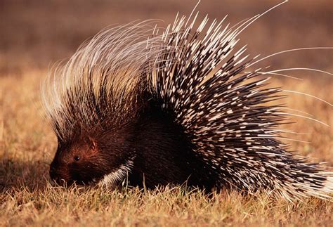 Istrice (Hystrix cristata) - BioPills