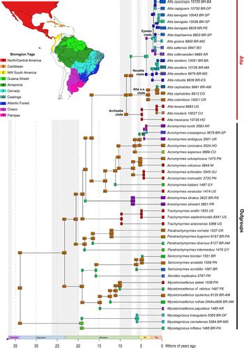 Phylogenomic Reconstruction Reveals New Insights Into The Evolution And Biogeography Of Atta