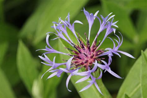 "Perennial Cornflower" Images – Browse 1,586 Stock Photos, Vectors, and ...