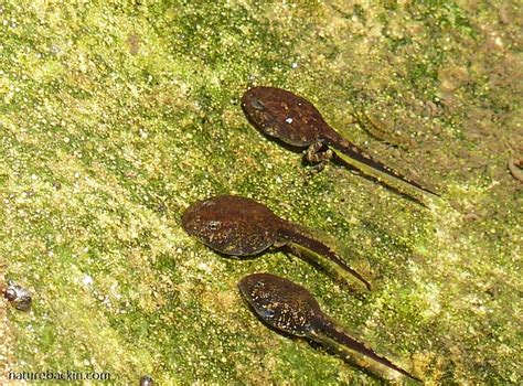 The Time Of The Season Guttural Toads Go A Courting Letting Nature