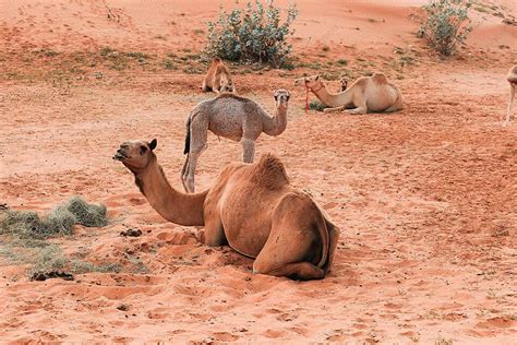 جمل في الصحراء الآسيوية برأس الخيمة الإمارات العربية المتحدة صورة