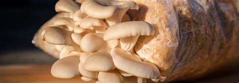 Best Mushroom Grow Bags Feb Bestreviews