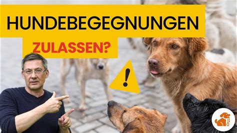 Darum Sind Hundebegegnungen Purer Stress F R Deinen Hund Youtube