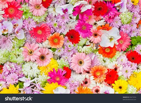 Background Image Colorful Flowers Stock Photo 95671816 Shutterstock