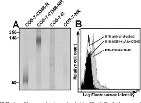 Figure From Mutational Analysis Of The Human B Cd Cd