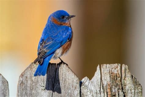 Best Birdwatching Tips For Beginners With Handy Checklist