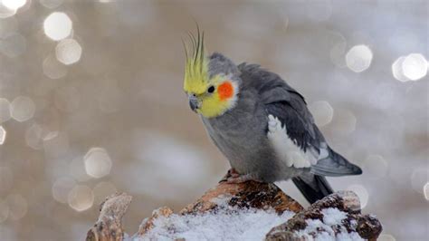 487+ Cockatiel Names (Awesome Male & Female Ideas)