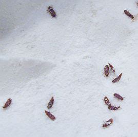 Inspecting Your Pantry For Pests Northwest Exterminating