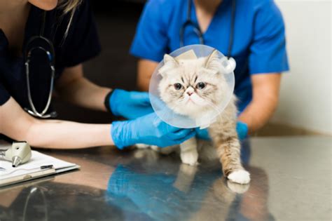 Errores Comunes En Los Cuidados Post Operatorios De Un Gato Reci N