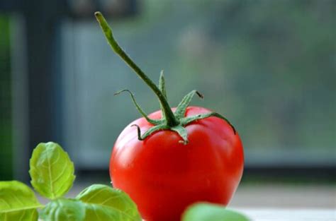 Imagem gratuita tomate alimento vegetal nutrição deliciosa folha