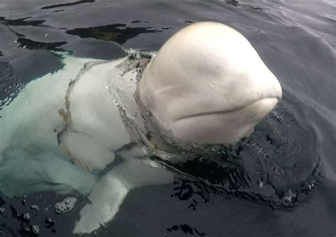 Ricomparsa La Balena Beluga Sospettata Di Essere Una Spia Russa