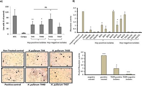 A H Pullorum Infection Affects Host Cell Viability Hepatocytes