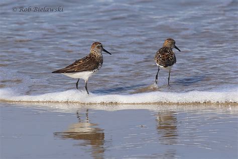 Western Sandpiper — Beach Birding