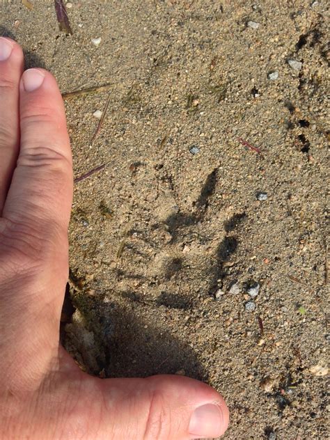 Virginia Opossum Tracks 2 Mikael Behrens Flickr