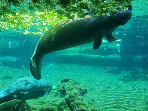 How To See Manatees In Florida - Wander Florida