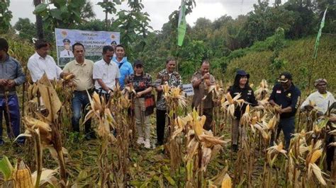 Gubernur NTT Batal Panen Jagung Di Desa Tesbatan II Kabupaten Kupang