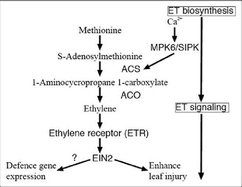 Ethylene Pathway