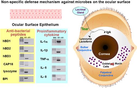 Figure 1 From Ocular Surface Inflammation Is Regulated By Innate Immunity Semantic Scholar