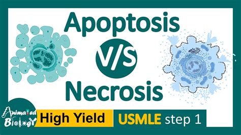 Apoptosis Vs Necrosis 5 Differences Between Apoptosis And Necrosis