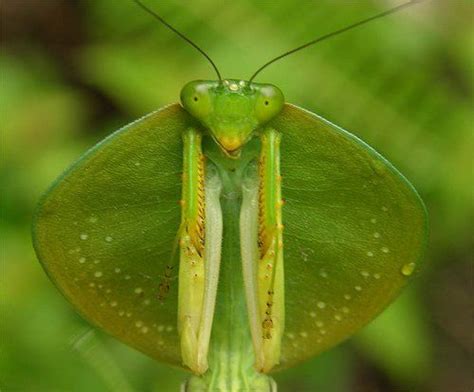 Los 20 tipos de mantis religiosa más curiosos y extraordinarios del