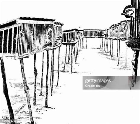 Chicken Coop Drawing Photos and Premium High Res Pictures - Getty Images