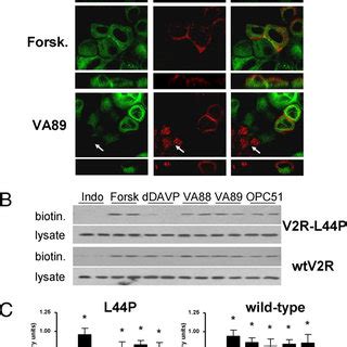 Agonist Induced Translocation Of AQP2 MDCKII V2R L44P Cells Infected