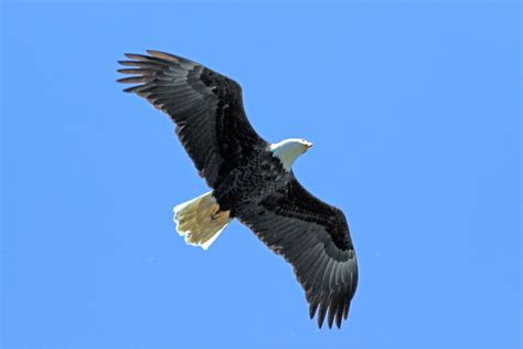 Black eagle flying during daytime, beach park HD wallpaper | Wallpaper ...