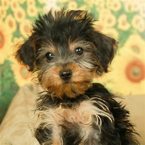 Dorkie Puppies For Sale | Available in Tucson & Phoenix AZ