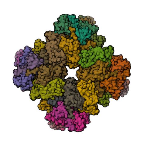 RCSB PDB 7XSD Cryo EM Structure Of RuBisCO Assembly Intermediate