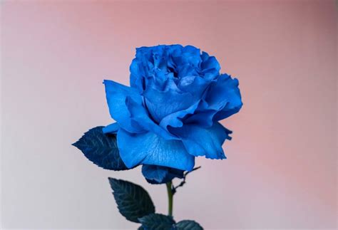 Rose Bleue Signification Et Symbolisme