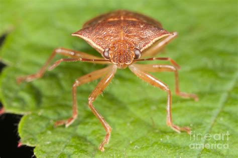 Spined Soldier Bug Photograph by Clarence Holmes | Fine Art America