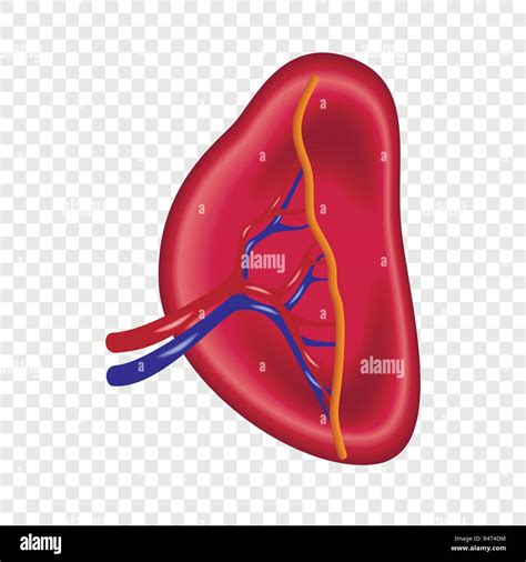 Structure Of Human Spleen Icon Realistic Illustration Of Structure Of