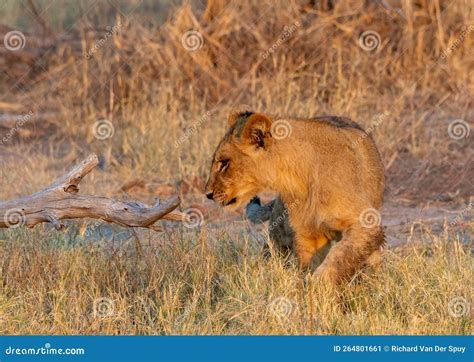 Young Lion Investigating Its Natural Habitat Stock Image - Image of ...