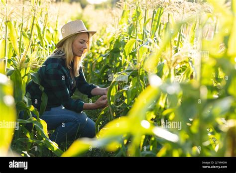 Caucasian Mid Adult Female Agronomist Wearing Hat Examining Crops While