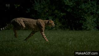 Cheetah Running In Slow Motion - Amazing Footage on Make a GIF